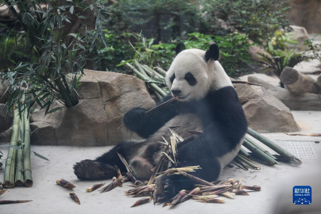 旧版仙豆棋牌